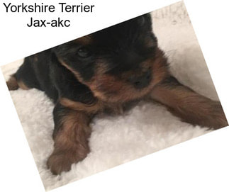 Yorkshire Terrier Jax-akc