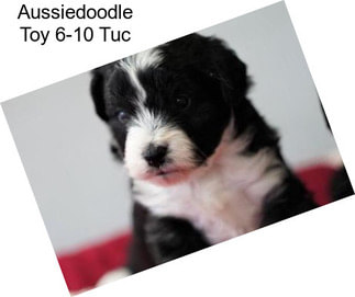 Aussiedoodle Toy 6-10 Tuc