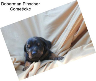 Doberman Pinscher Comet/ckc