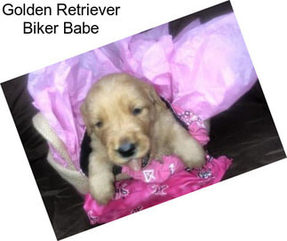 Golden Retriever Biker Babe