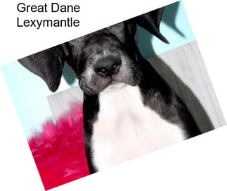 Great Dane Lexymantle