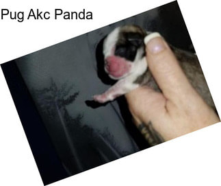 Pug Akc Panda