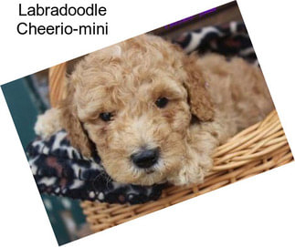 Labradoodle Cheerio-mini