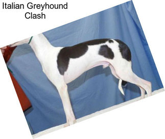 Italian Greyhound Clash
