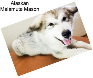 Alaskan Malamute Mason