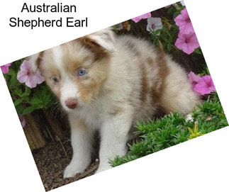 Australian Shepherd Earl