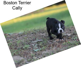 Boston Terrier Cally