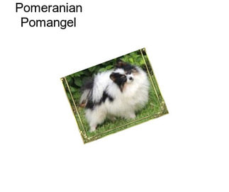 Pomeranian Pomangel