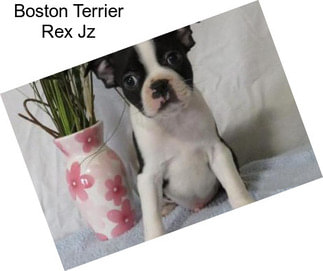 Boston Terrier Rex Jz