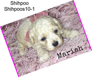 Shihpoo Shihpoos10-1