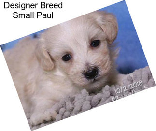 Designer Breed Small Paul