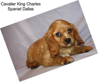 Cavalier King Charles Spaniel Dallas