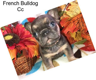 French Bulldog Cc