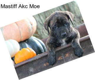 Mastiff Akc Moe