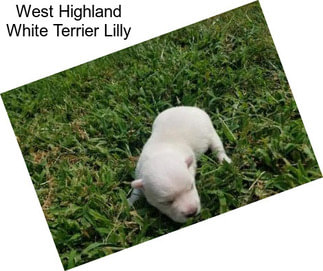 West Highland White Terrier Lilly