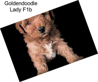 Goldendoodle Lady F1b
