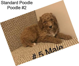 Standard Poodle Poodle #2