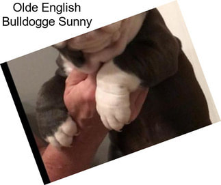 Olde English Bulldogge Sunny