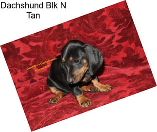 Dachshund Blk N Tan