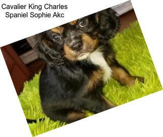 Cavalier King Charles Spaniel Sophie Akc