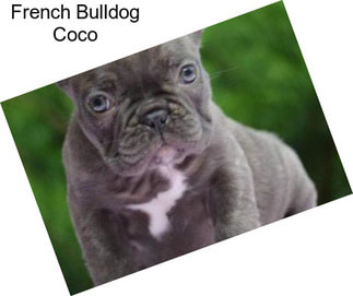 French Bulldog Coco