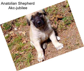 Anatolian Shepherd Akc-jubilee