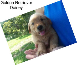 Golden Retriever Daisey