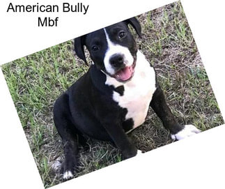 American Bully Mbf