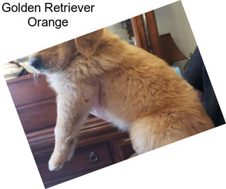 Golden Retriever Orange