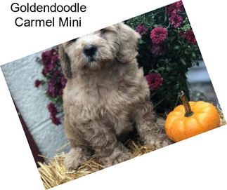 Goldendoodle Carmel Mini