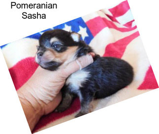 Pomeranian Sasha