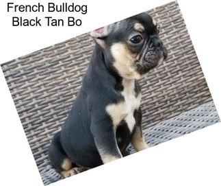 French Bulldog Black Tan Bo