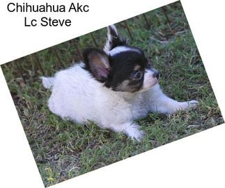 Chihuahua Akc Lc Steve