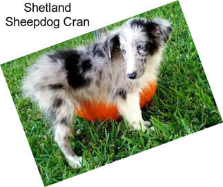 Shetland Sheepdog Cran