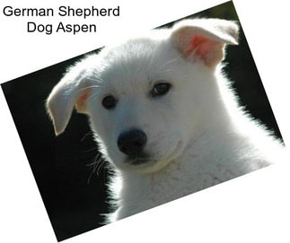 German Shepherd Dog Aspen