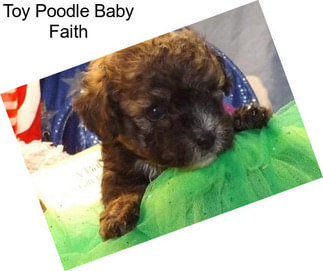 Toy Poodle Baby Faith