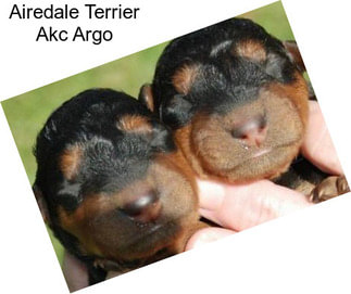 Airedale Terrier Akc Argo