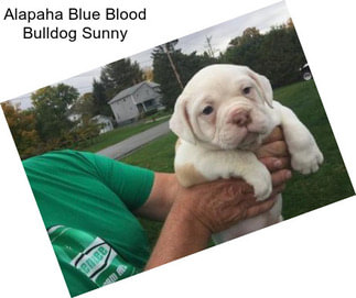 Alapaha Blue Blood Bulldog Sunny