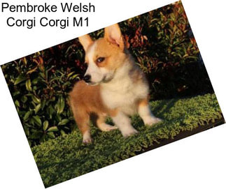 Pembroke Welsh Corgi Corgi M1