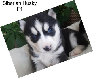 Siberian Husky F1