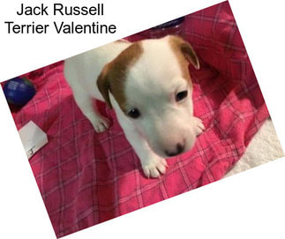 Jack Russell Terrier Valentine