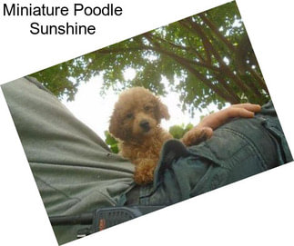 Miniature Poodle Sunshine