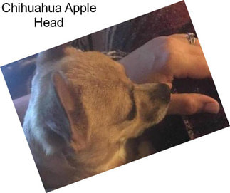 Chihuahua Apple Head