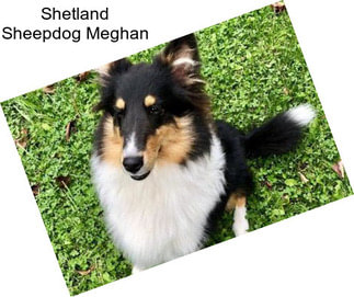 Shetland Sheepdog Meghan