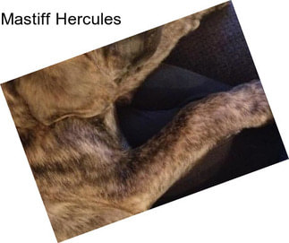 Mastiff Hercules