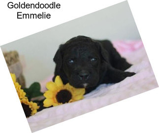 Goldendoodle Emmelie