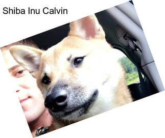 Shiba Inu Calvin