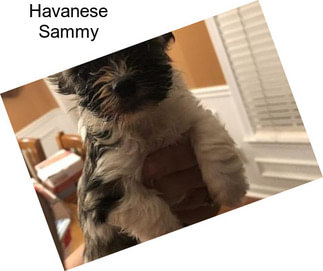 Havanese Sammy