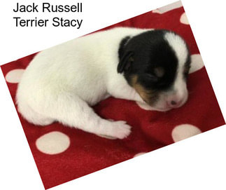 Jack Russell Terrier Stacy