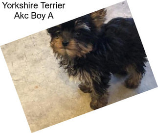 Yorkshire Terrier Akc Boy A